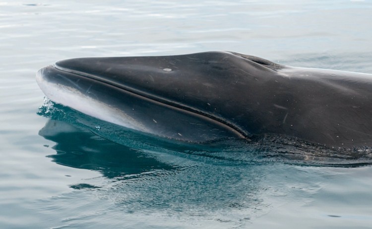 whale Anartica v2