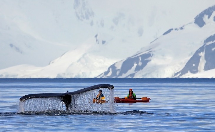 Whale