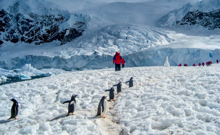 Penguin Encounter