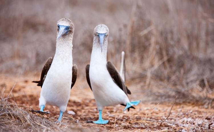 Galapagos 2