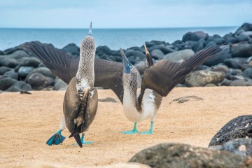  Galapagos: Tribute I  4 days 