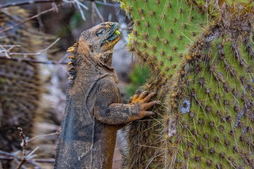  Galapagos: Archipel I  I  8 days 