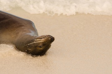 Galapagos: Calipso 5 days