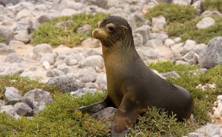 Galapagos