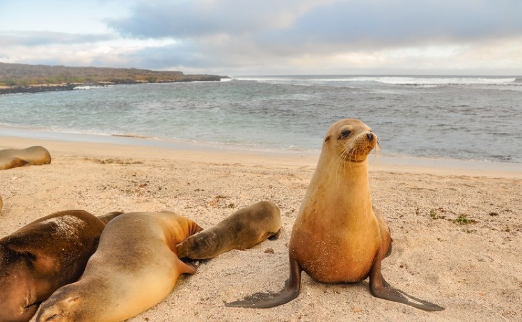 Galapagos Islands