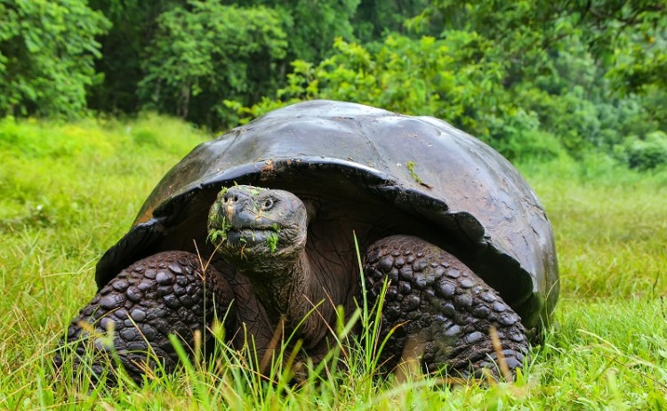 Tortoise Galapagos