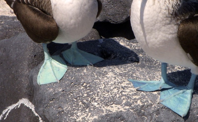 Blue footed boobies Galapagos