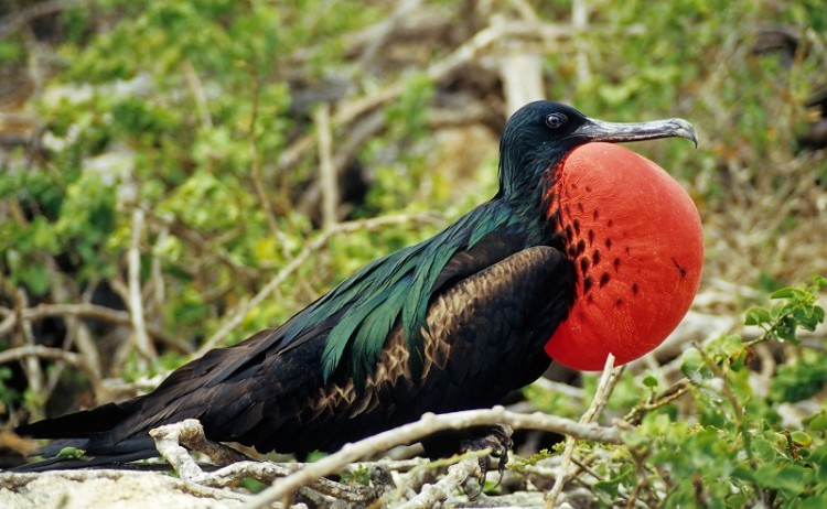 Galapagos Wildlife
