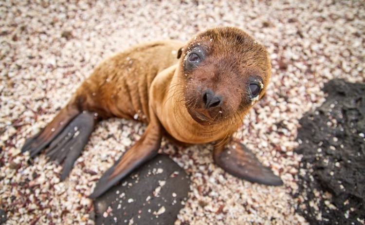 Galapagos Sea Lion 