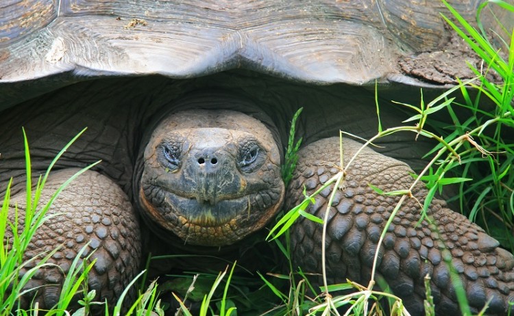 Tortoise Galapagos