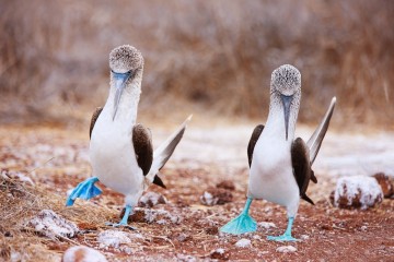 Galapagos: Endemic | 6 days luxury