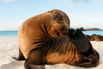 Galapagos: Finch Bay Hotel | 4 nights