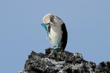 Galapagos: Galaxy Diver II | 8 days