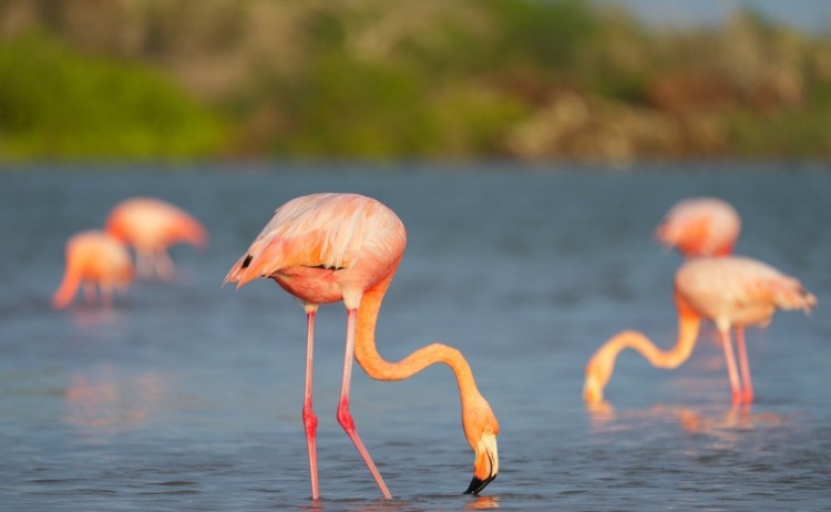 Flamingo in Galapagos Island v2