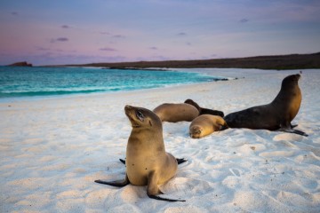 Galapagos: Horizon Trimaran | 8 day