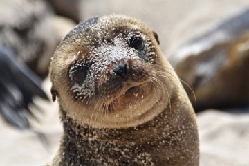 Galapagos: Integrity | 8 days