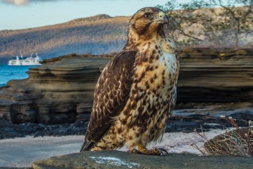 Galapagos: Isabela II | 5 days Northern