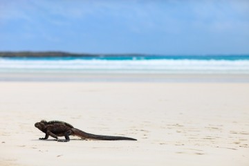 Galapagos Island hopping | 5 days 