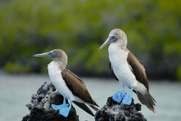 Galapagos: Monserrat | 7 days 
