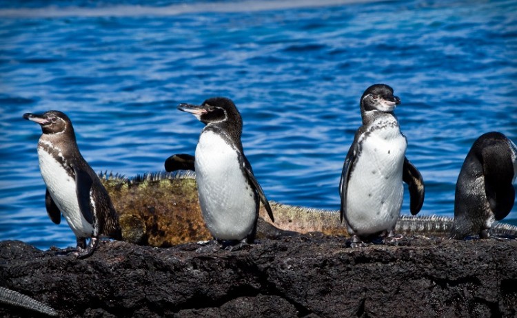 Galapagos penguin