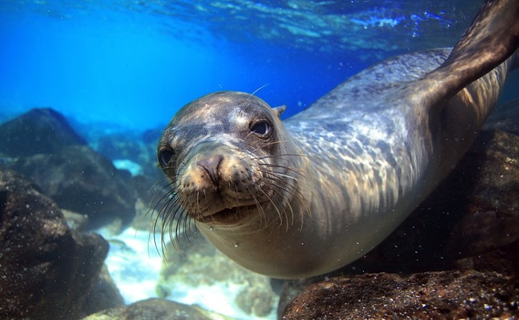 Sea lion Galapagos