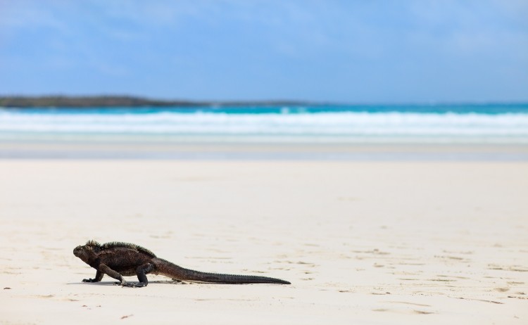 Galapagos 3