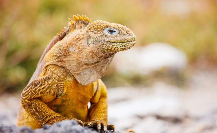 Galapagos 2