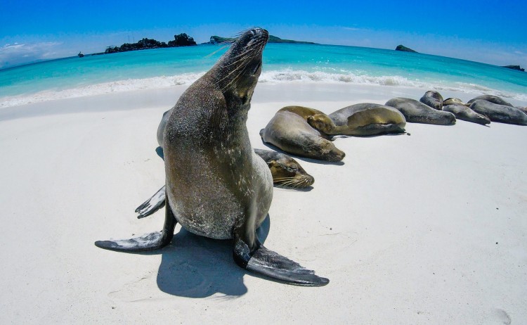 Galapagos 3