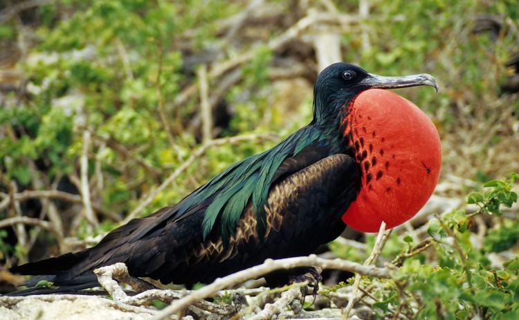 Galapagos 4