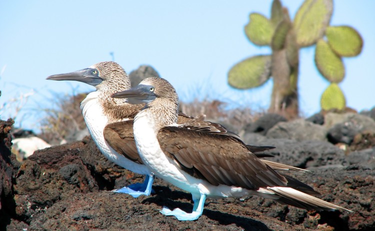 Galapagos 2