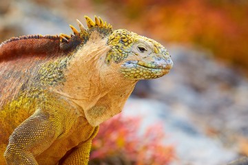 Galapagos: Natural Paradise| 8 day cruise