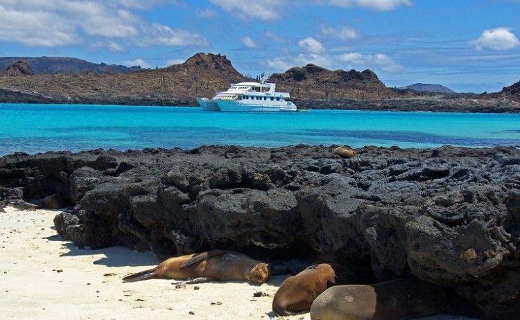 galapagosjourney1wsealions