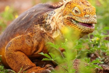 Galapagos: Seaman Journey | 9 days