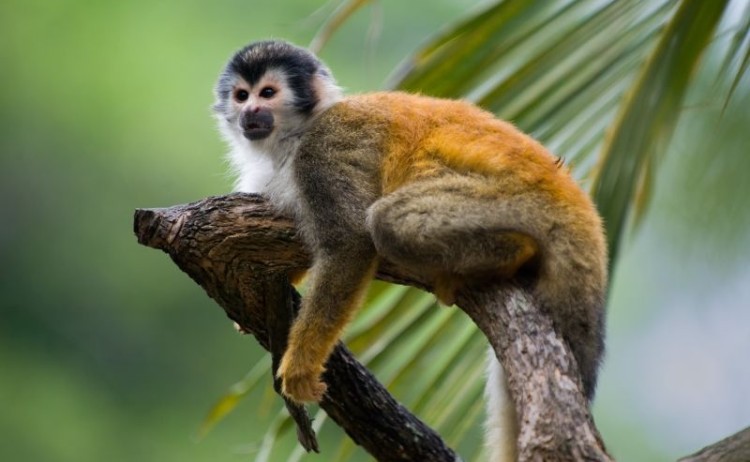 Costa Rica squirrel monkey