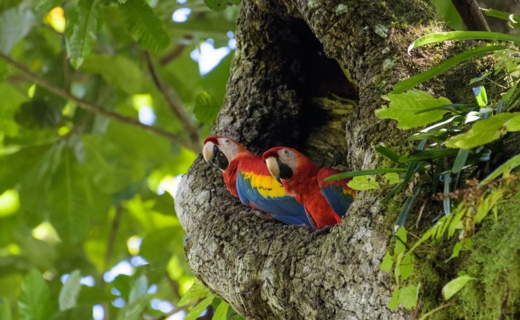 Macaw Corcovardo Costa Rica