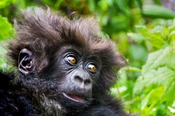 Gorillas and Masai Mara Encounter