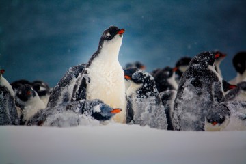 Semi-Circumnavigation of Antarctica Voyage