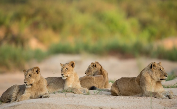 kruger lion small 