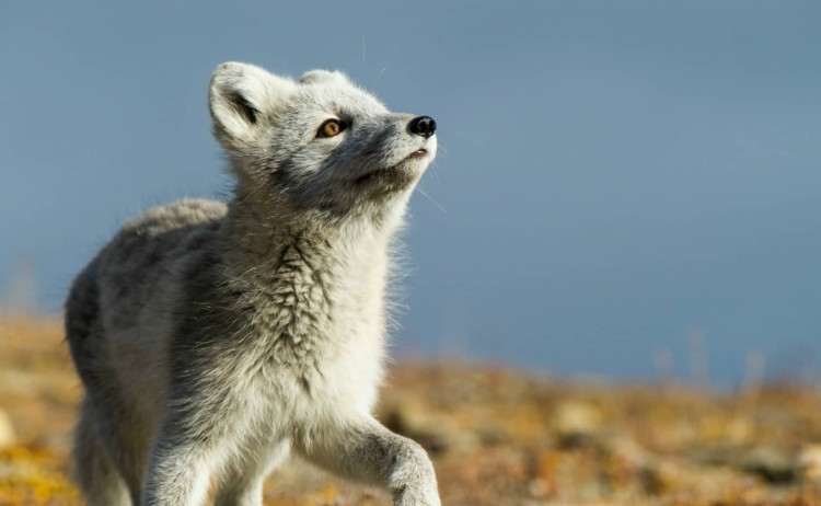 blog reasons arctic circle 2 header