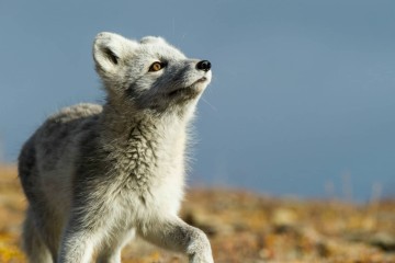 Jewels of the Arctic