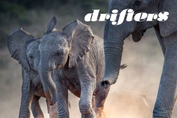 Kenya and Tanzania Wildlife Safari: Small Group