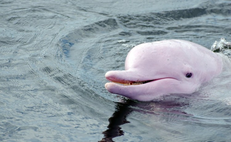 Amazon's pink dolphin