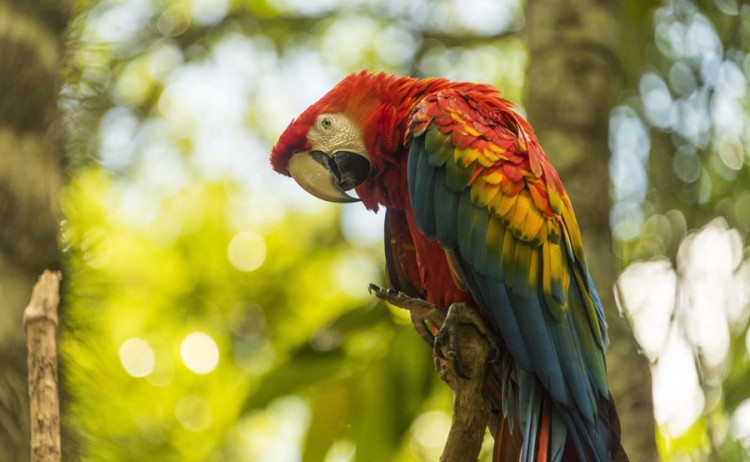la perla birdlife