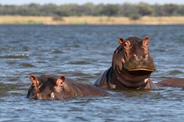 Lower Zambezi Encounter