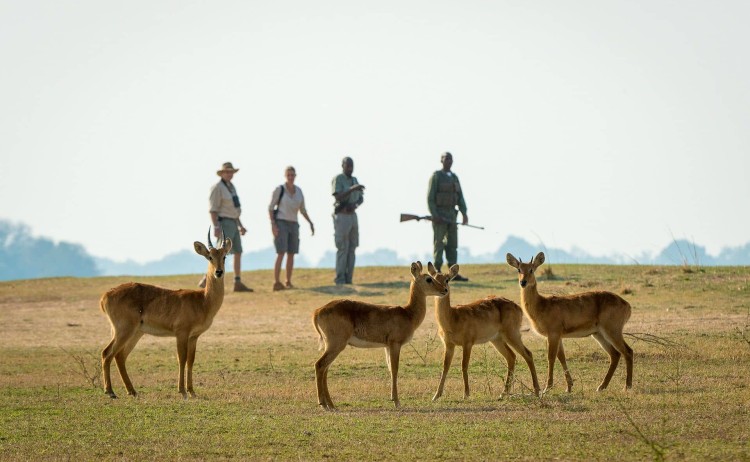 Wildlife in Kasanka