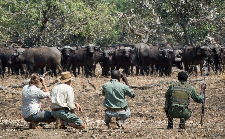 Wildlife spotting in Luangwa Camp