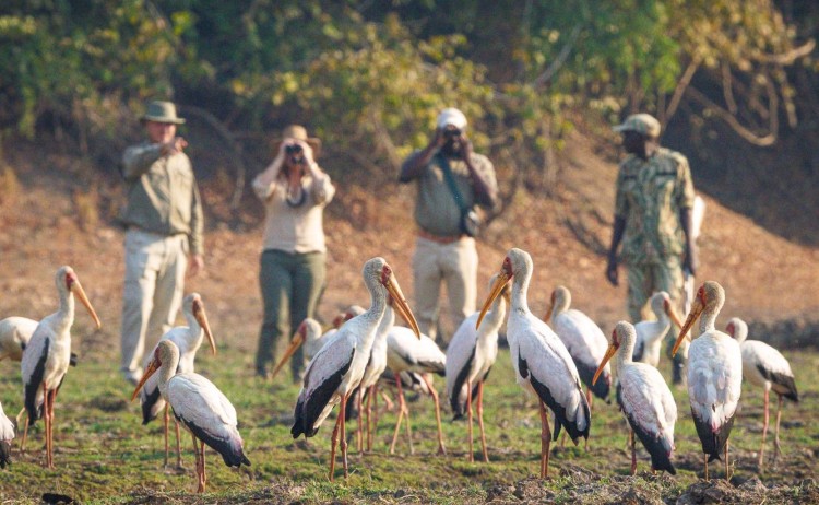 Nsefu bird watching