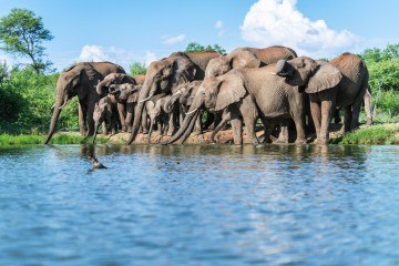 Madikwe Encounter - Jaci's Safari Lodge