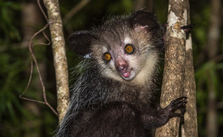 aye aye nocturnal lemur of madagascar 67bd01ed2f42a