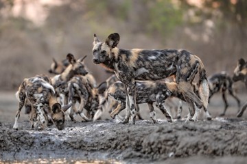 Mana Pools Encounter
